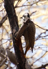 Chloropicus namaquus