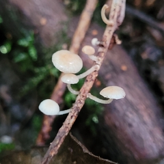 Hemimycena lactea