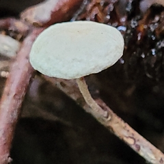 Hemimycena lactea