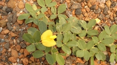 Dalbergieae