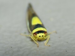 Colladonus clitellarius