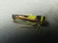 Colladonus clitellarius