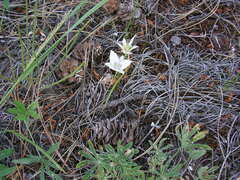 Calochortus lyallii