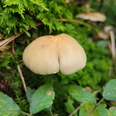 Cortinarius caperatus