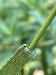 Bromus inermis