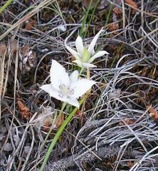 Calochortus lyallii