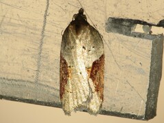 Acleris macdunnoughi