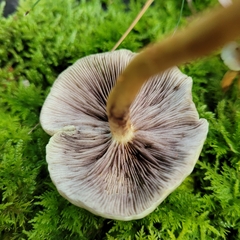 Cortinarius caperatus