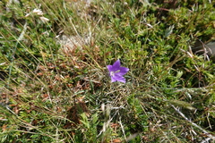 Campanula herminii
