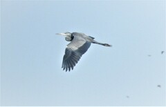 Ardea cinerea cinerea