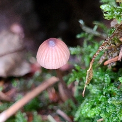 Mycena galopus