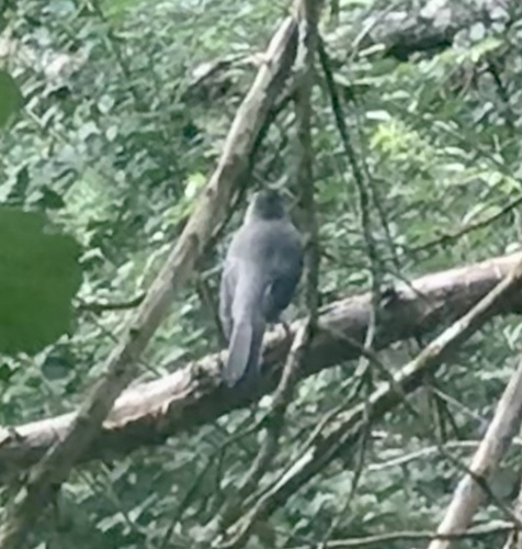 Gray Catbird photographed in South Carolina