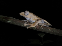 Polypedates otilophus