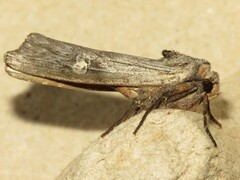Lithomoia germana