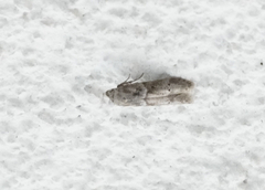 Blastobasis glandulella