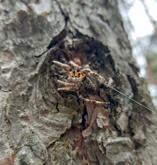 Araneus angulatus