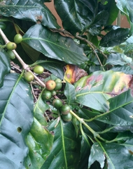 Coffea arabica