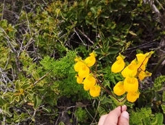 Calceolaria corymbosa