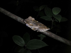 Polypedates otilophus