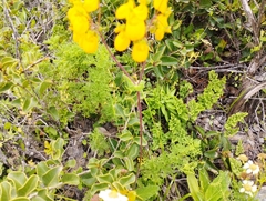 Calceolaria corymbosa