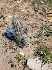 Trichocereus chiloensis