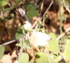 Pierinae