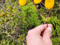 Calceolaria corymbosa