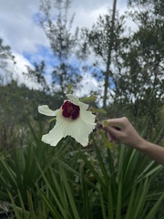 Hibiscus aculeatus