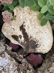 Cerioporus squamosus