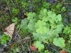 Alchemilla mollis
