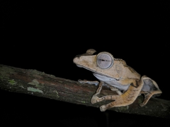 Polypedates otilophus