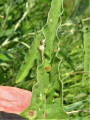 Ditylenchus phyllobius