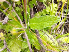 Calceolaria corymbosa