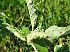 Ditylenchus phyllobius