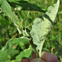 Ditylenchus phyllobius