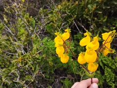 Calceolaria corymbosa