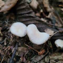 Mycena rosea