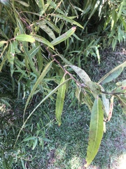 Salix caroliniana