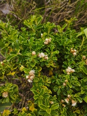Baccharis vernalis