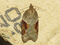 Acleris macdunnoughi