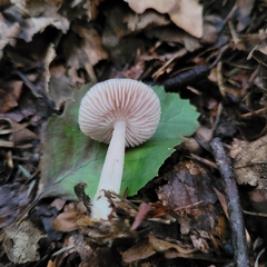Mycena rosea