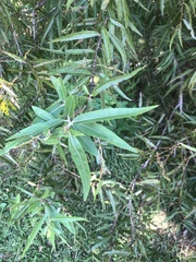 Salix caroliniana