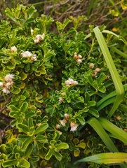 Baccharis vernalis
