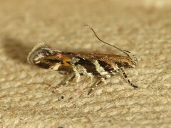 Aristotelia roseosuffusella