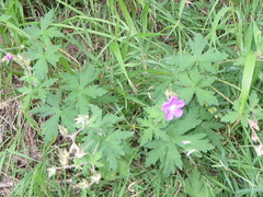 Geranium oreganum