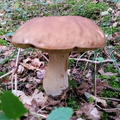 Boletus reticulatus