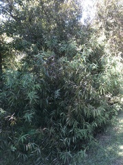Salix caroliniana