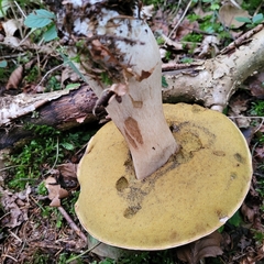 Boletus reticulatus