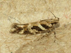 Aristotelia roseosuffusella