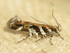 Aristotelia roseosuffusella